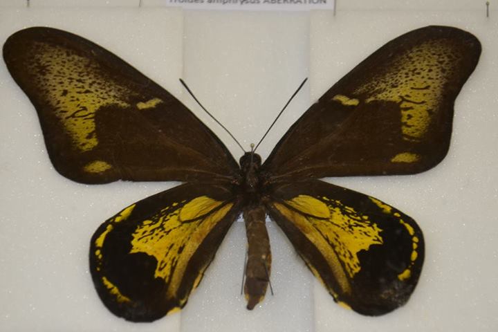 Troides amphrysus (aberration) Internet Image property of respective owner, non-commercial use only